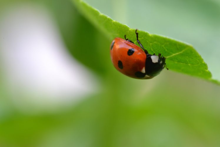 ladybug, Insect, Leaf, Blur HD Wallpaper Desktop Background