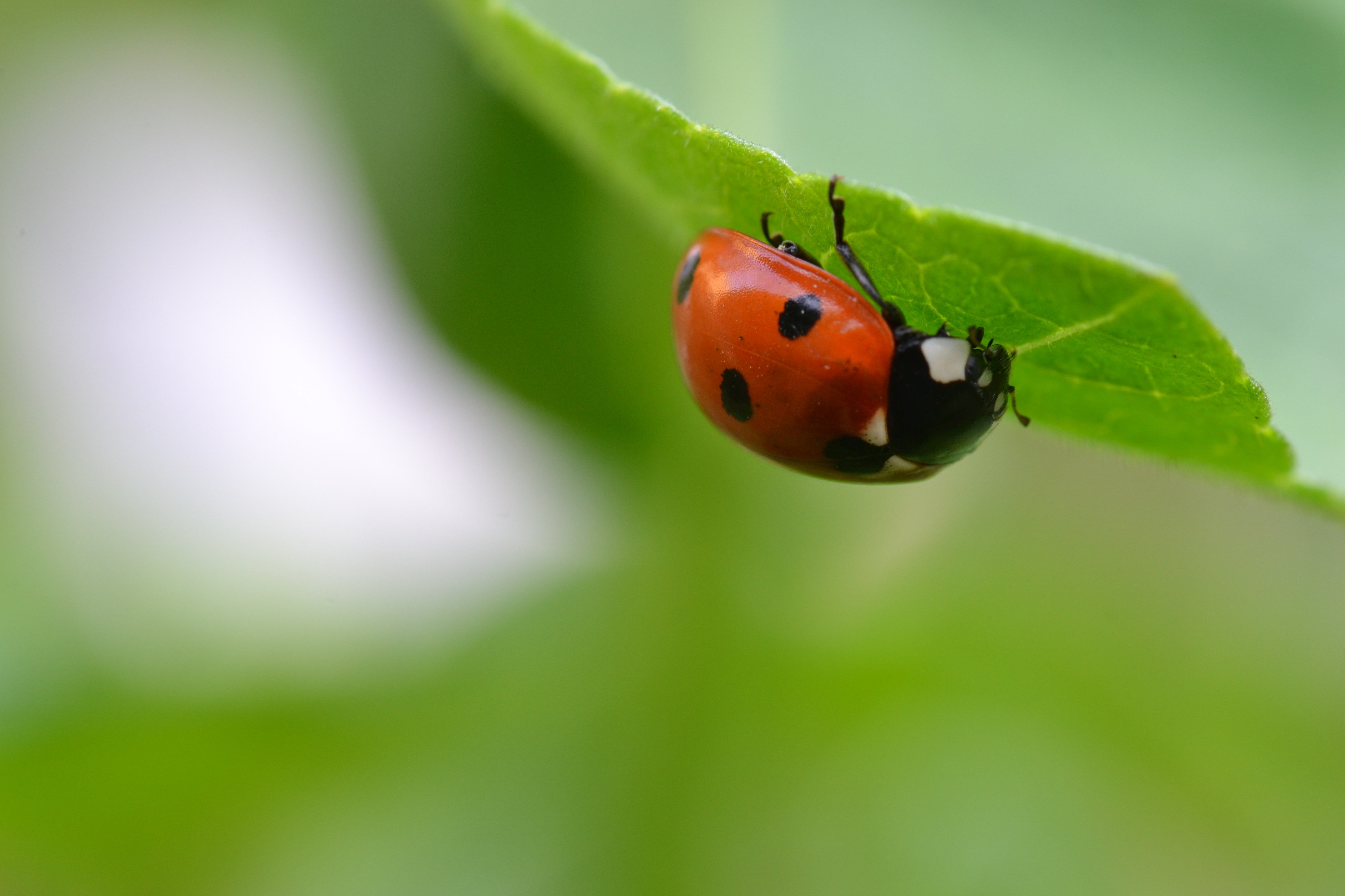 ladybug, Insect, Leaf, Blur Wallpaper