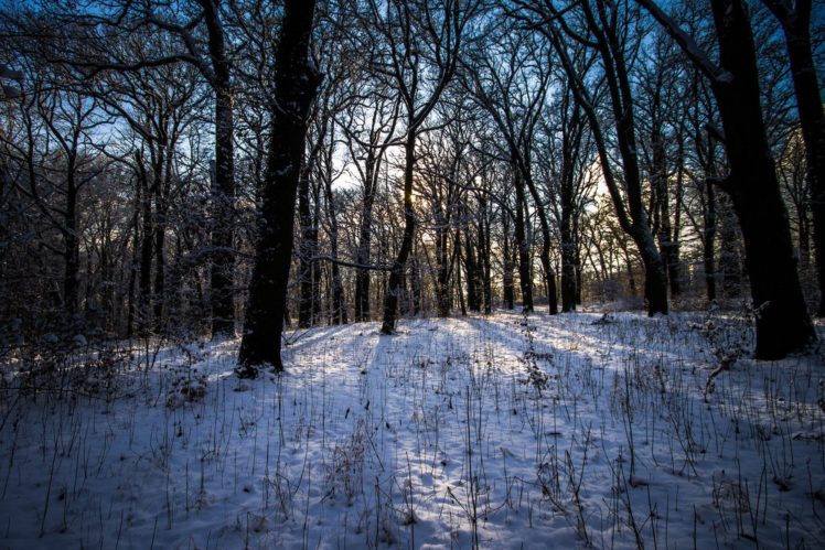 beautiful, Nature, Winter, Forest, Landscape HD Wallpaper Desktop Background