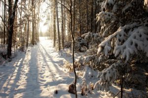 beautiful, Nature, Forest, Snow, Winter