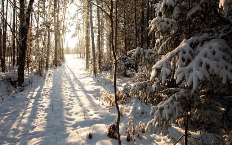 beautiful, Nature, Forest, Snow, Winter HD Wallpaper Desktop Background