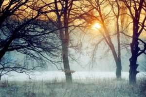 beautiful, Nature, Morning, Forest, Trees, Fog, Grass, Frost, Branches, Dawn