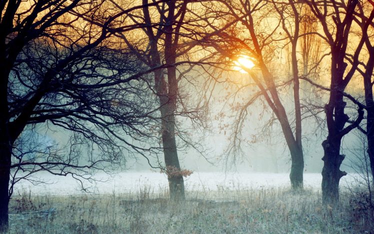 beautiful, Nature, Morning, Forest, Trees, Fog, Grass, Frost, Branches, Dawn HD Wallpaper Desktop Background