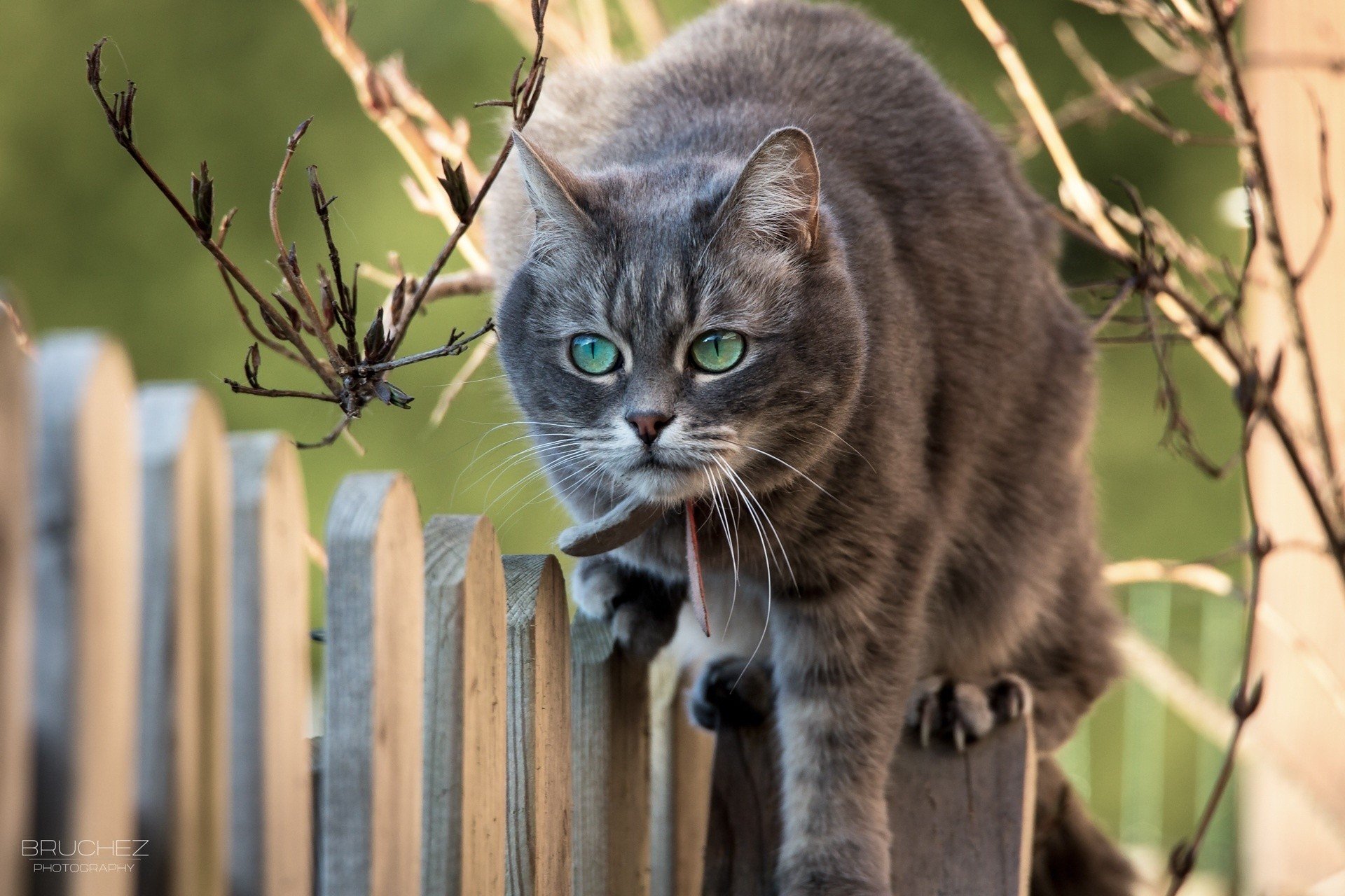 animal, Branches, Muzzle, Cat, Fence Wallpaper