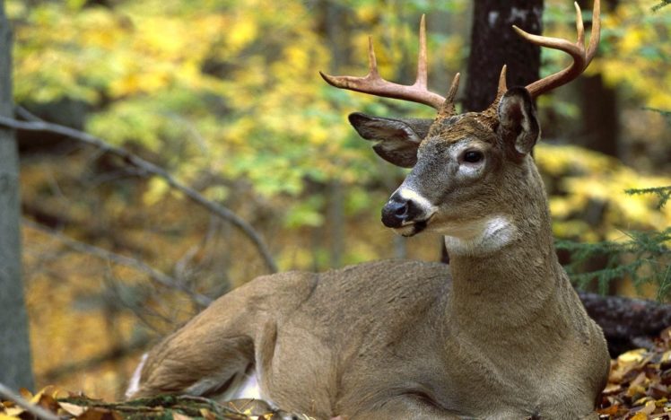 deer, Grass, Leaves, Autumn, Animal HD Wallpaper Desktop Background