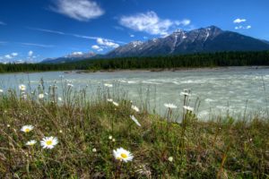 beautiful, Nature, Rivers, Of, Canada, Parks, Landscape, Daisies, Mountains, Vermilion, Kootenay, Nature