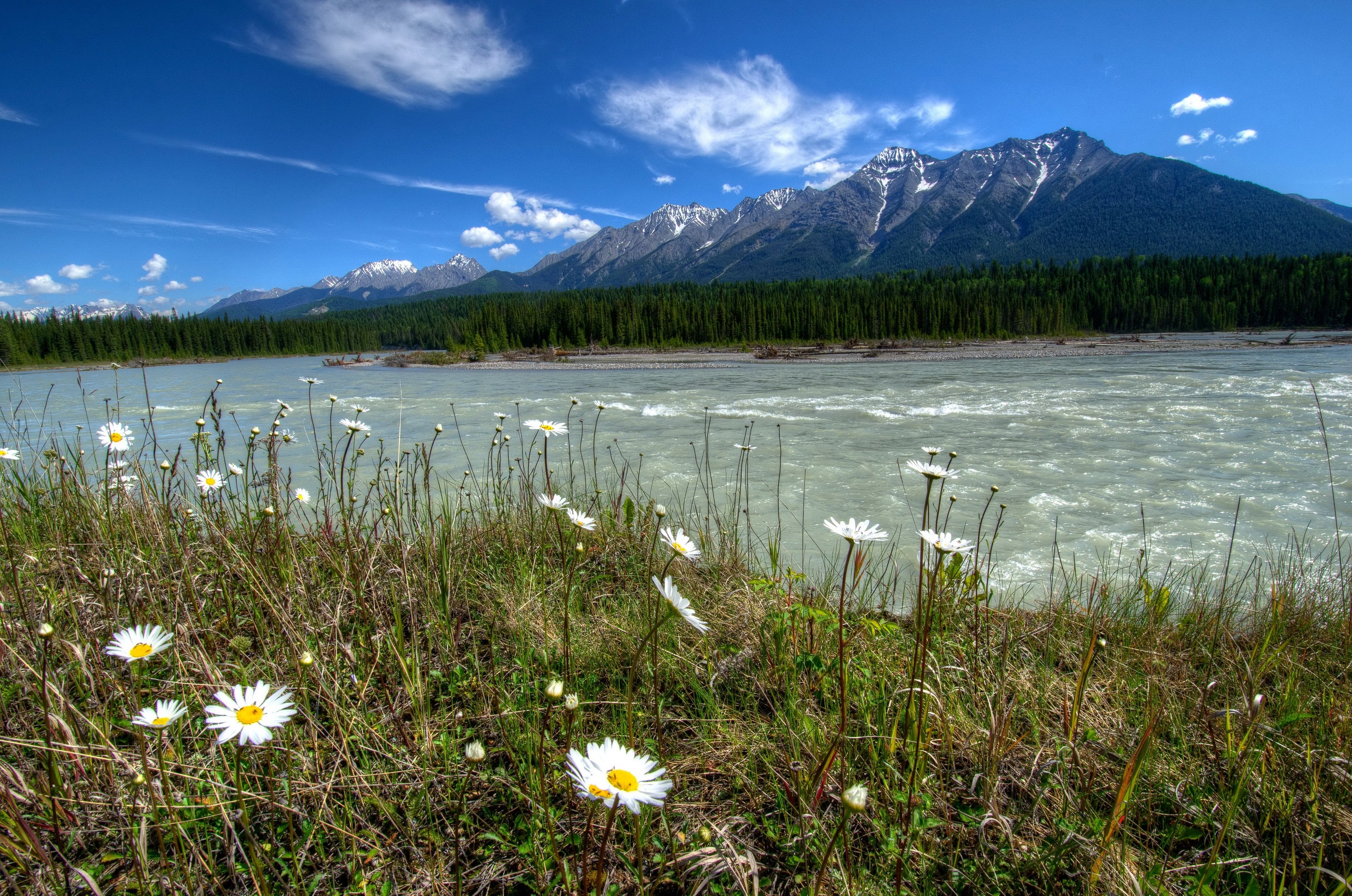 beautiful, Nature, Rivers, Of, Canada, Parks, Landscape, Daisies, Mountains, Vermilion, Kootenay, Nature Wallpaper