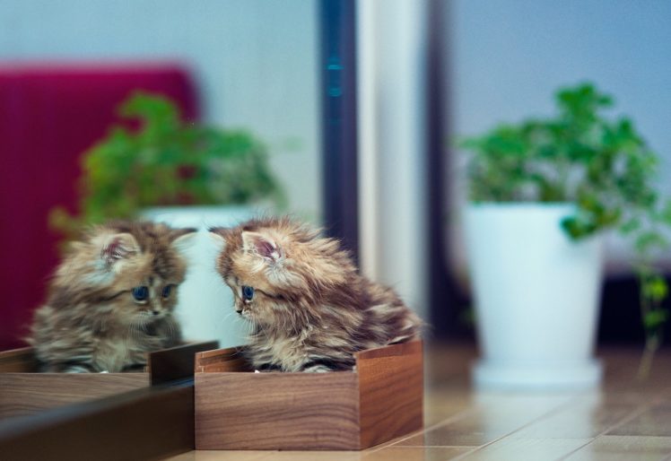 kitten, Casket, Flowers, Plants, Mirror, Reflection HD Wallpaper Desktop Background