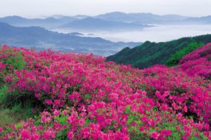 flowers, Mountains, Pink, Slope