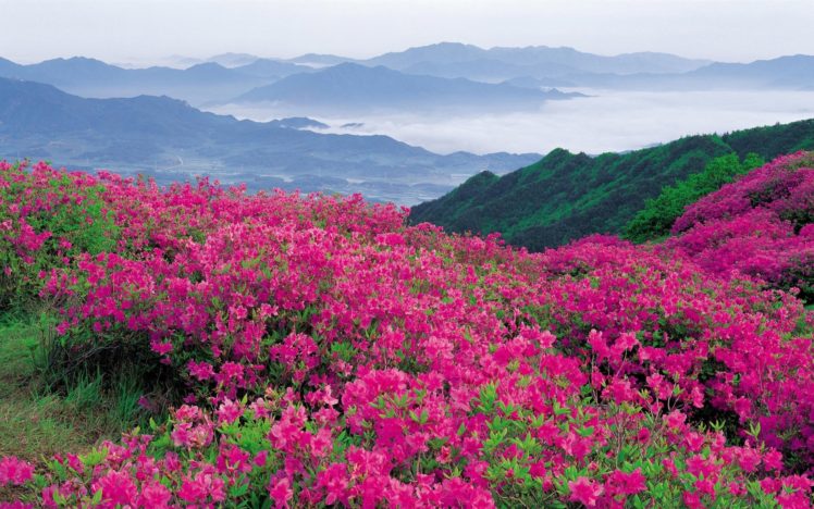 flowers, Mountains, Pink, Slope HD Wallpaper Desktop Background