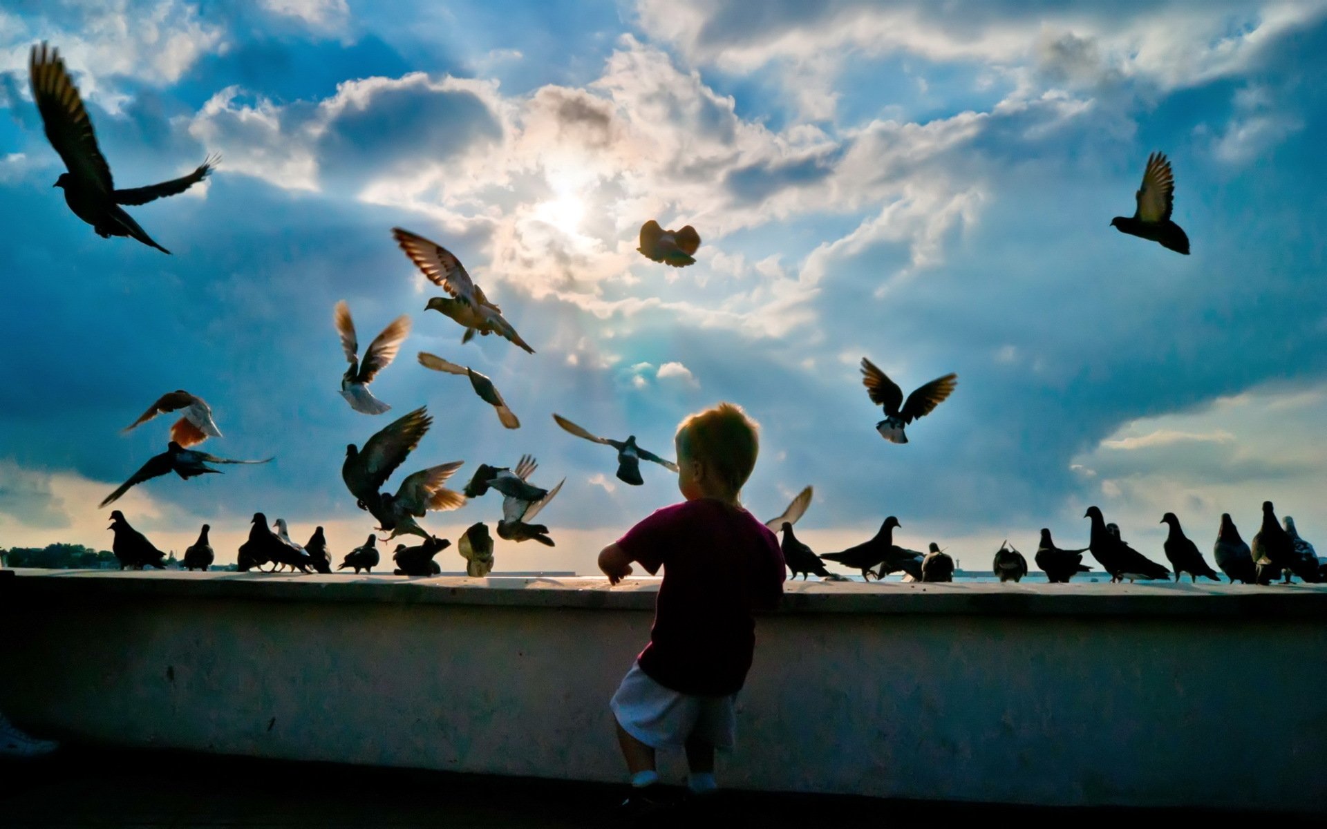 child, Pigeons, Birds, Flying, Hobby Wallpaper