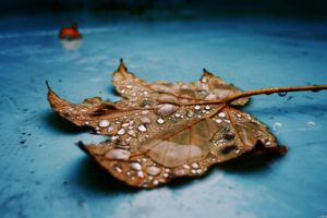 nature, Leaves, Water, Drops, Fallen, Leaves