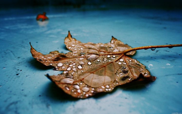 nature, Leaves, Water, Drops, Fallen, Leaves HD Wallpaper Desktop Background