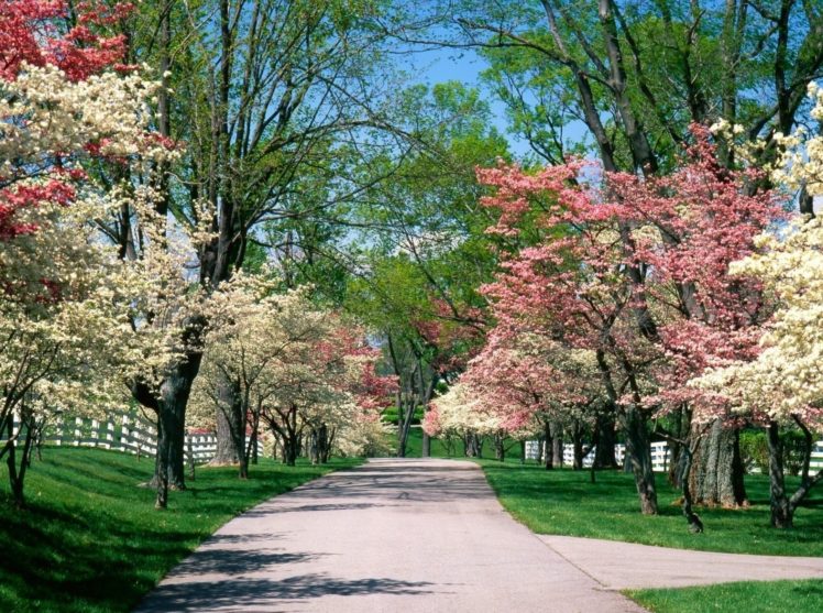 park, Trees, Spring, Tree, Nursery, Flowering, Path HD Wallpaper Desktop Background