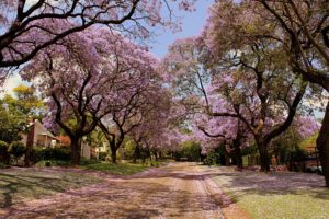 park, Trees, Flowers, Nature, Spring, Beautiful