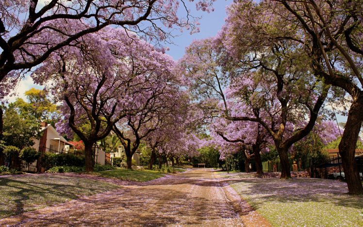 park, Trees, Flowers, Nature, Spring, Beautiful HD Wallpaper Desktop Background