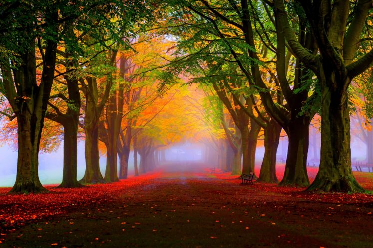 park, Fall, Fog, Foliage, Trees HD Wallpaper Desktop Background