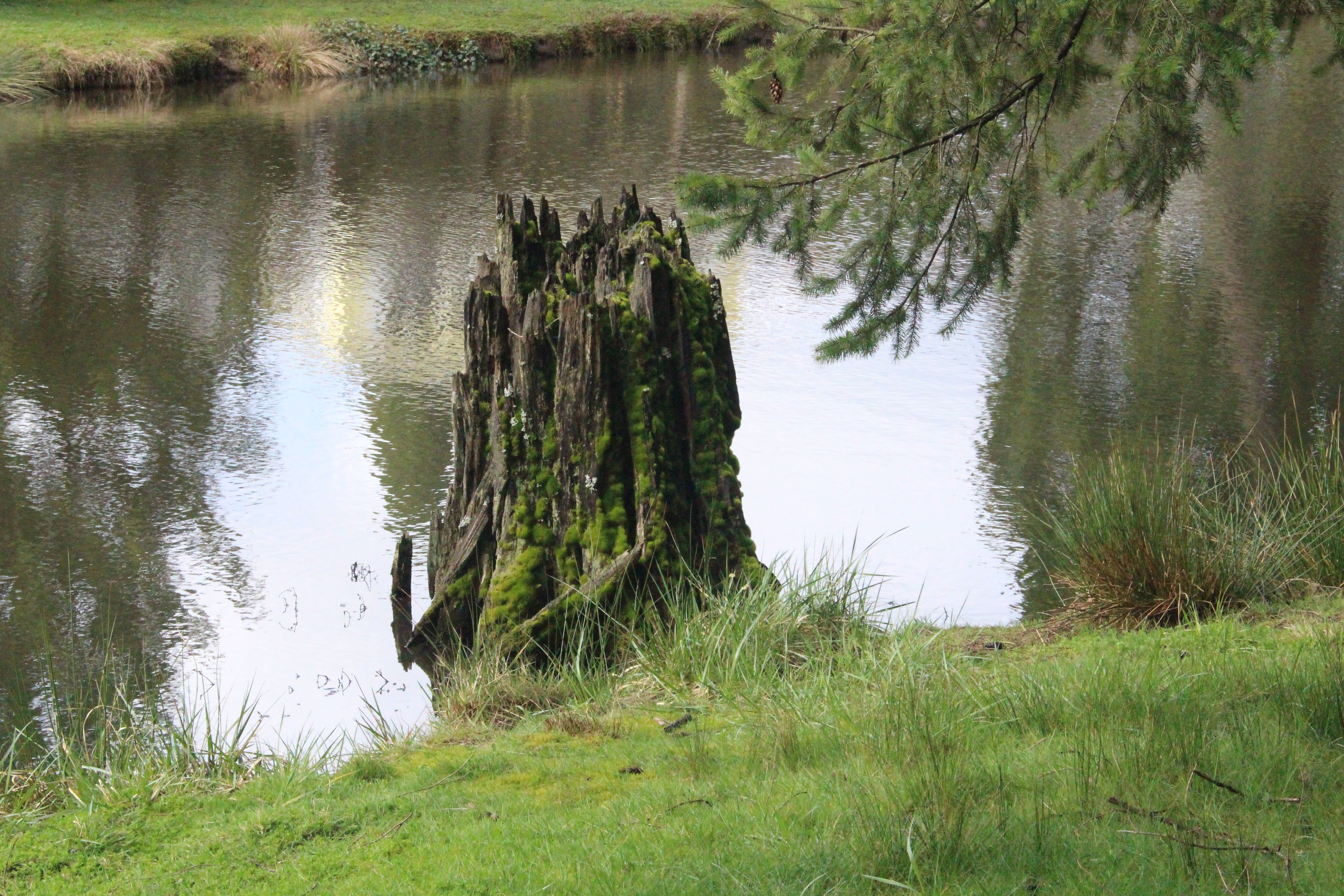 stump, In, A, Lake Wallpaper