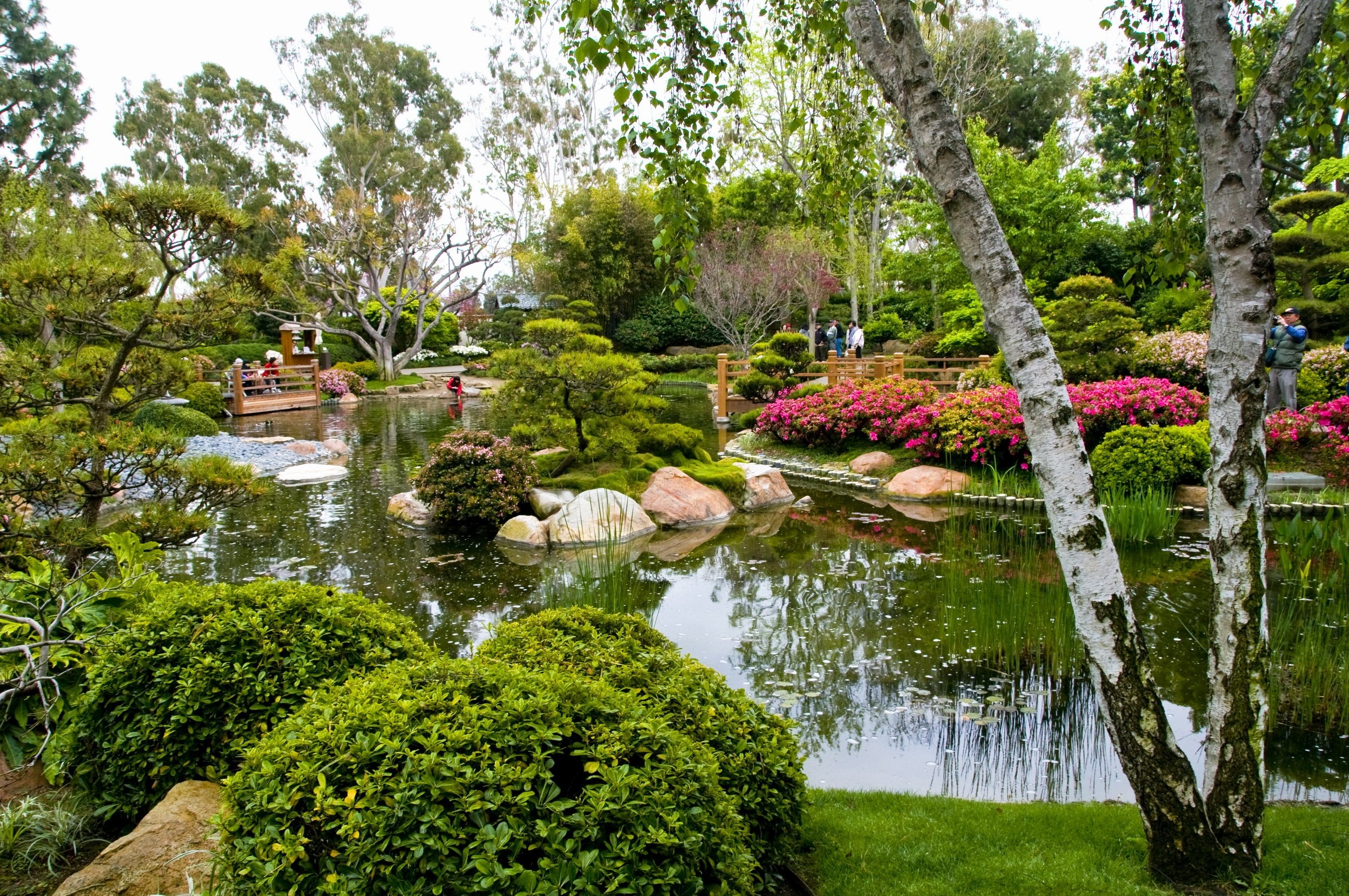 birch, Garden, Pond, Trees, Green, Tourists Wallpaper