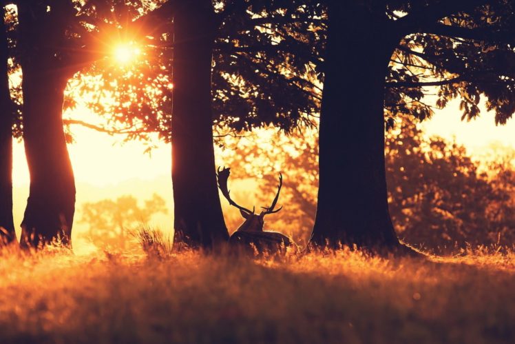forest, Grass, Trees, Deer, Sun, Ray HD Wallpaper Desktop Background
