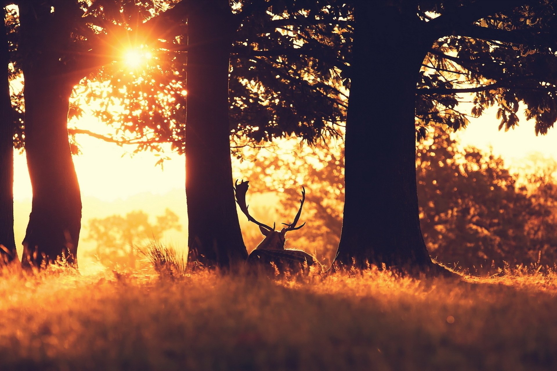 forest, Grass, Trees, Deer, Sun, Ray Wallpaper