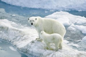 polar, Bears, Ice, Baby