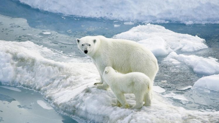 polar, Bears, Ice, Baby HD Wallpaper Desktop Background