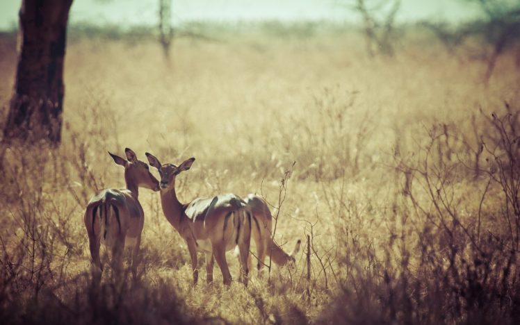 deer, Nature, Background, Grass, Field HD Wallpaper Desktop Background