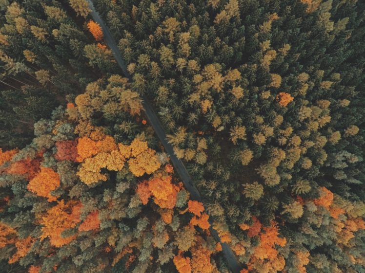 forest, Trees, Top, View HD Wallpaper Desktop Background