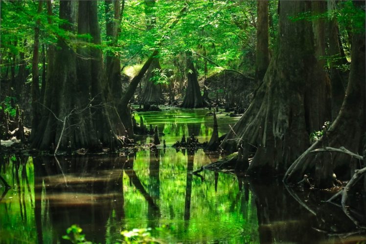 forest, Trees, Water HD Wallpaper Desktop Background