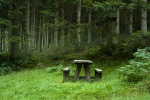 forest, Meadow, Benches, Table, Landscape