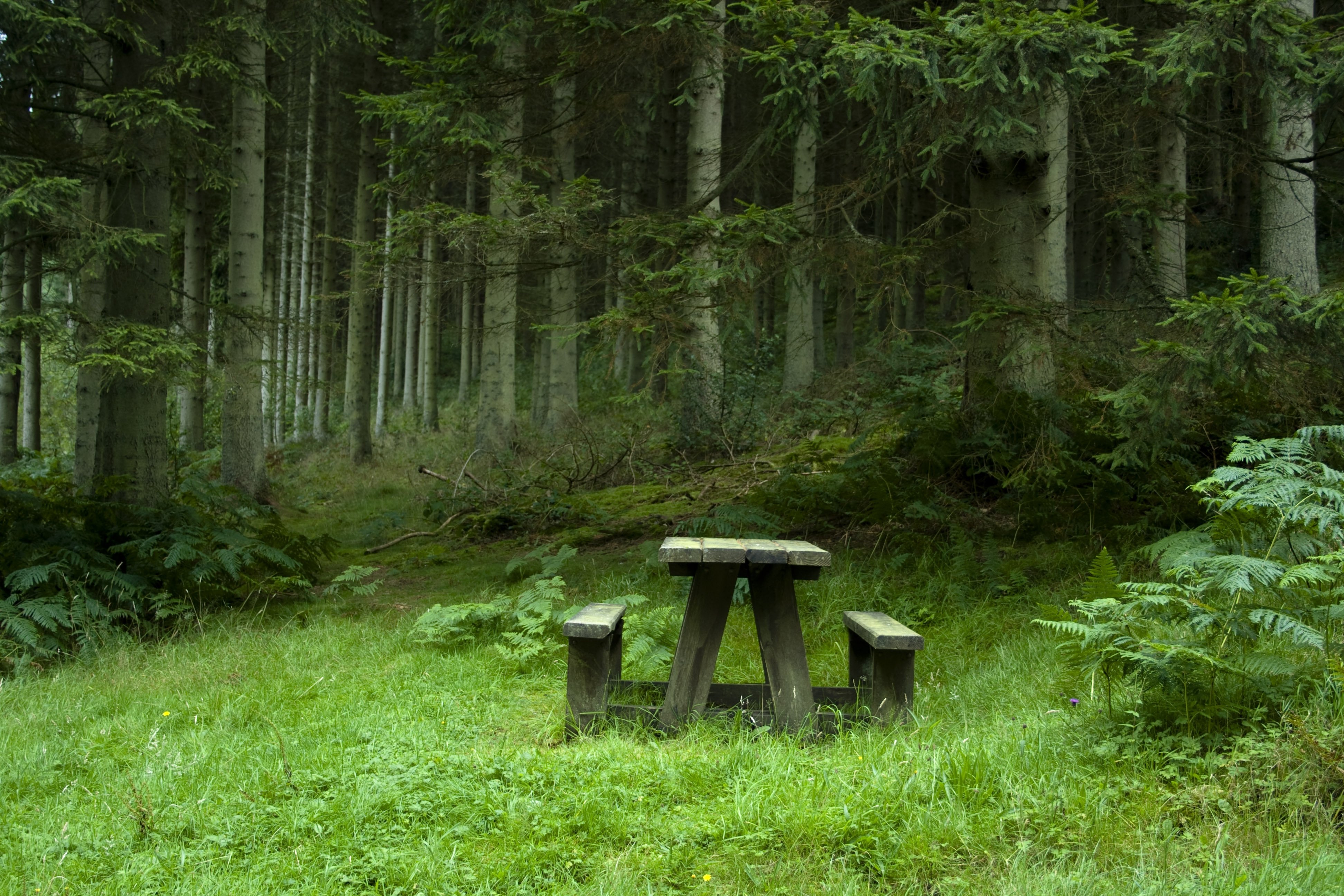 forest, Meadow, Benches, Table, Landscape Wallpaper