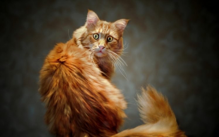gato, Animales, Felino HD Wallpaper Desktop Background