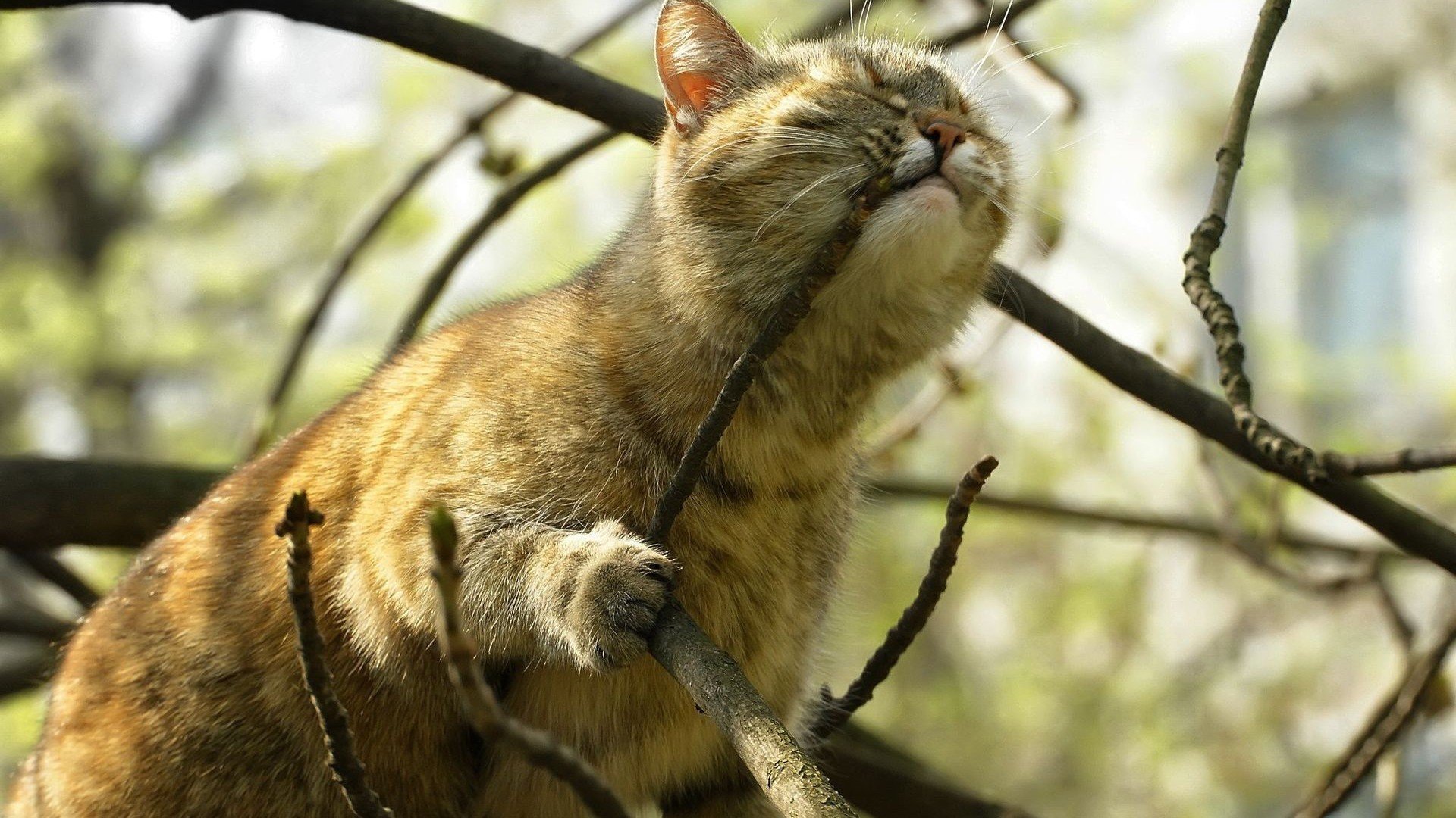 gato, Rama, Felino, Animales Wallpaper