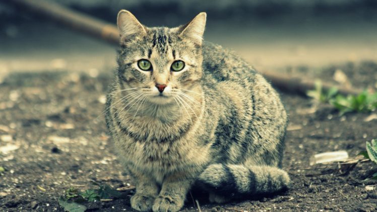 gato, Felino, Animales HD Wallpaper Desktop Background