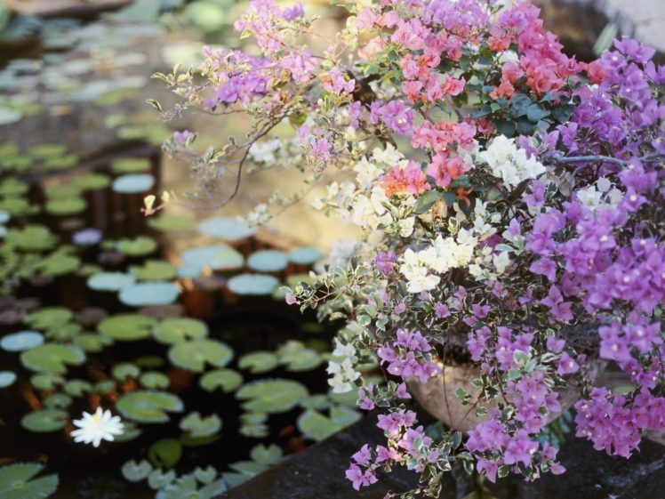 flowers, Balcony, Planters, Pond, Leaves HD Wallpaper Desktop Background