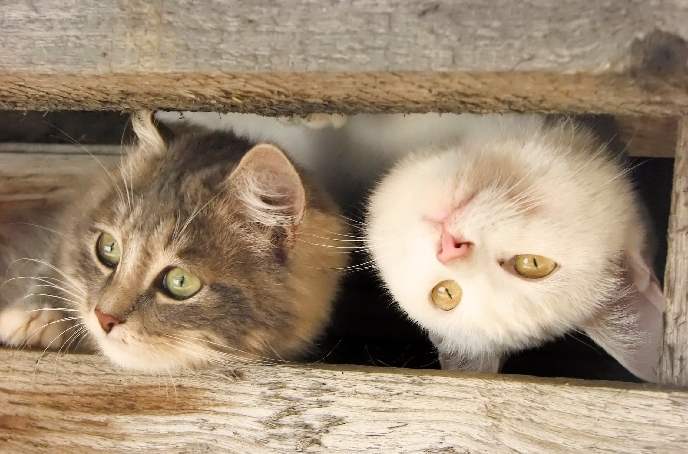 animal, Cute, Cats, Muzzle, Couple, Wooden, Planks Wallpaper