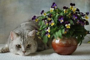 animal, Cats, British, Blue, Flowers, Pansies, Vase, Flower, Ceramic