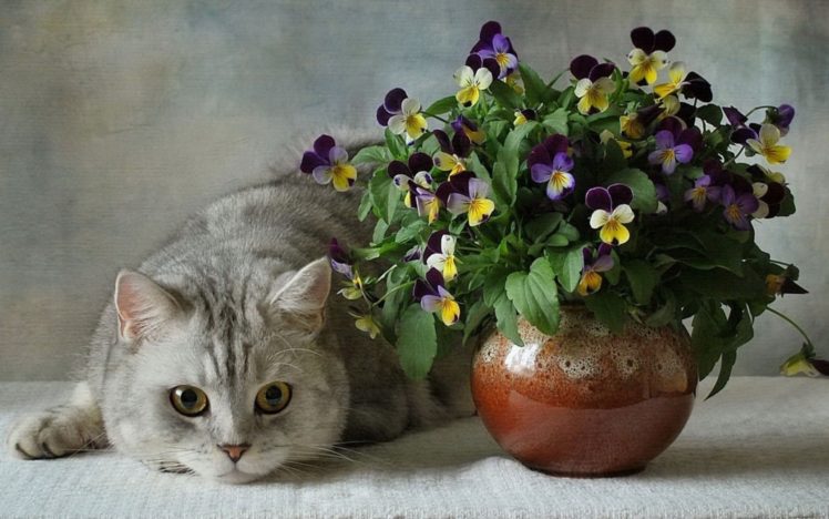 animal, Cats, British, Blue, Flowers, Pansies, Vase, Flower, Ceramic HD Wallpaper Desktop Background