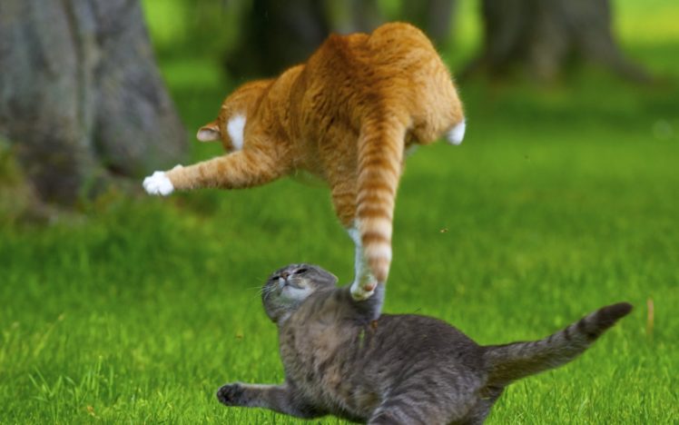 animal, Cats, Kittens, Playful, Fight, Grass, Meadow HD Wallpaper Desktop Background