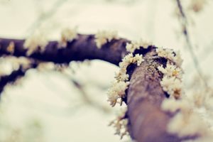 branch, Flowers, Moss, Blurred