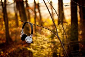 headphones, Forest, Branch, Wire, Morning