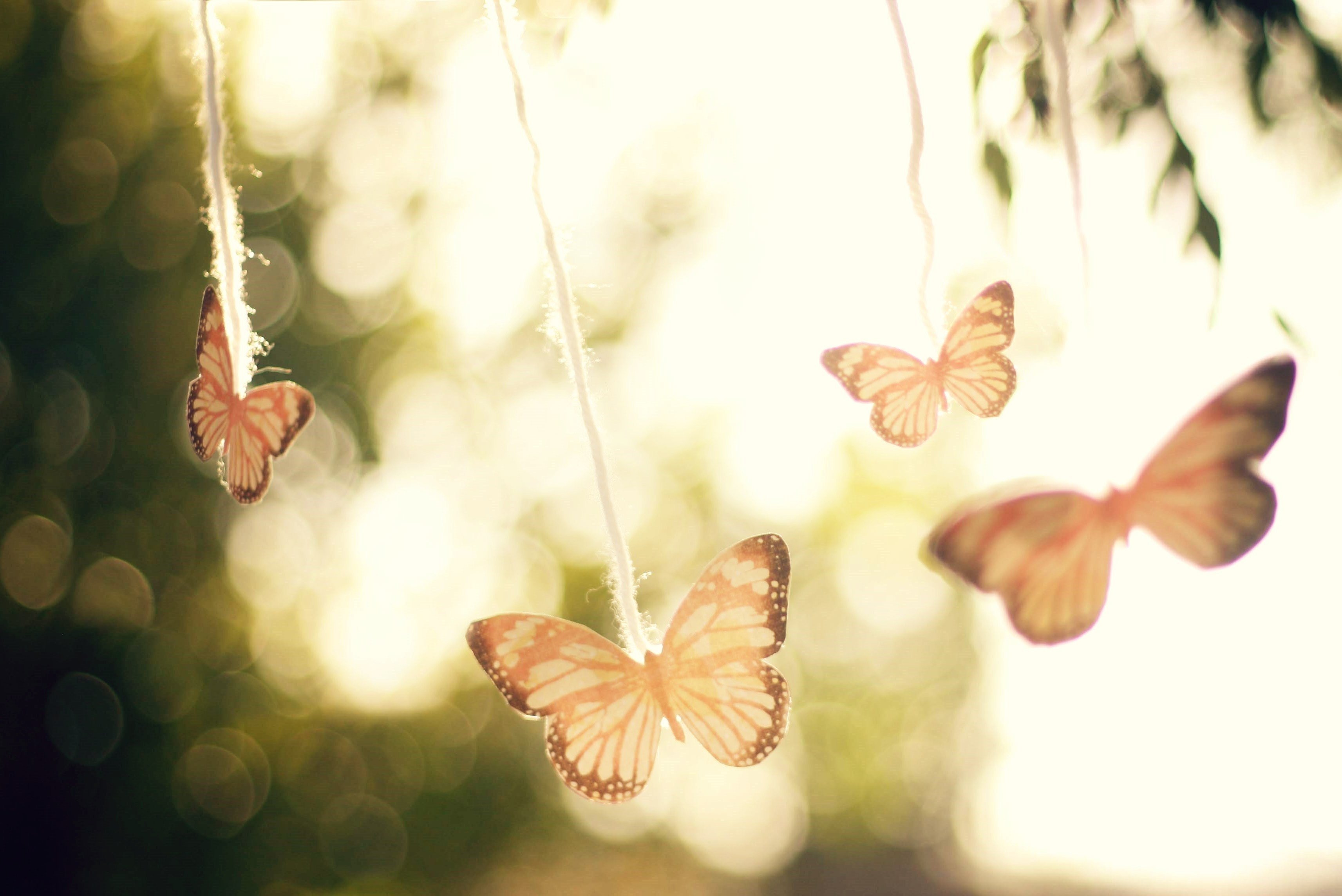 butterfly, Plant, Set, Branch, Blur, Light Wallpaper