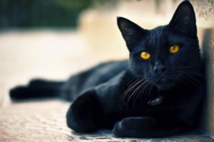 black, Cat, Lying, Beautiful, Face, Eyes, Waiting
