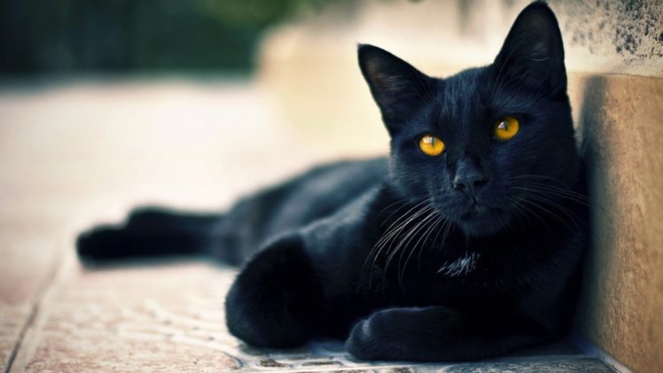 black, Cat, Lying, Beautiful, Face, Eyes, Waiting HD Wallpaper Desktop Background