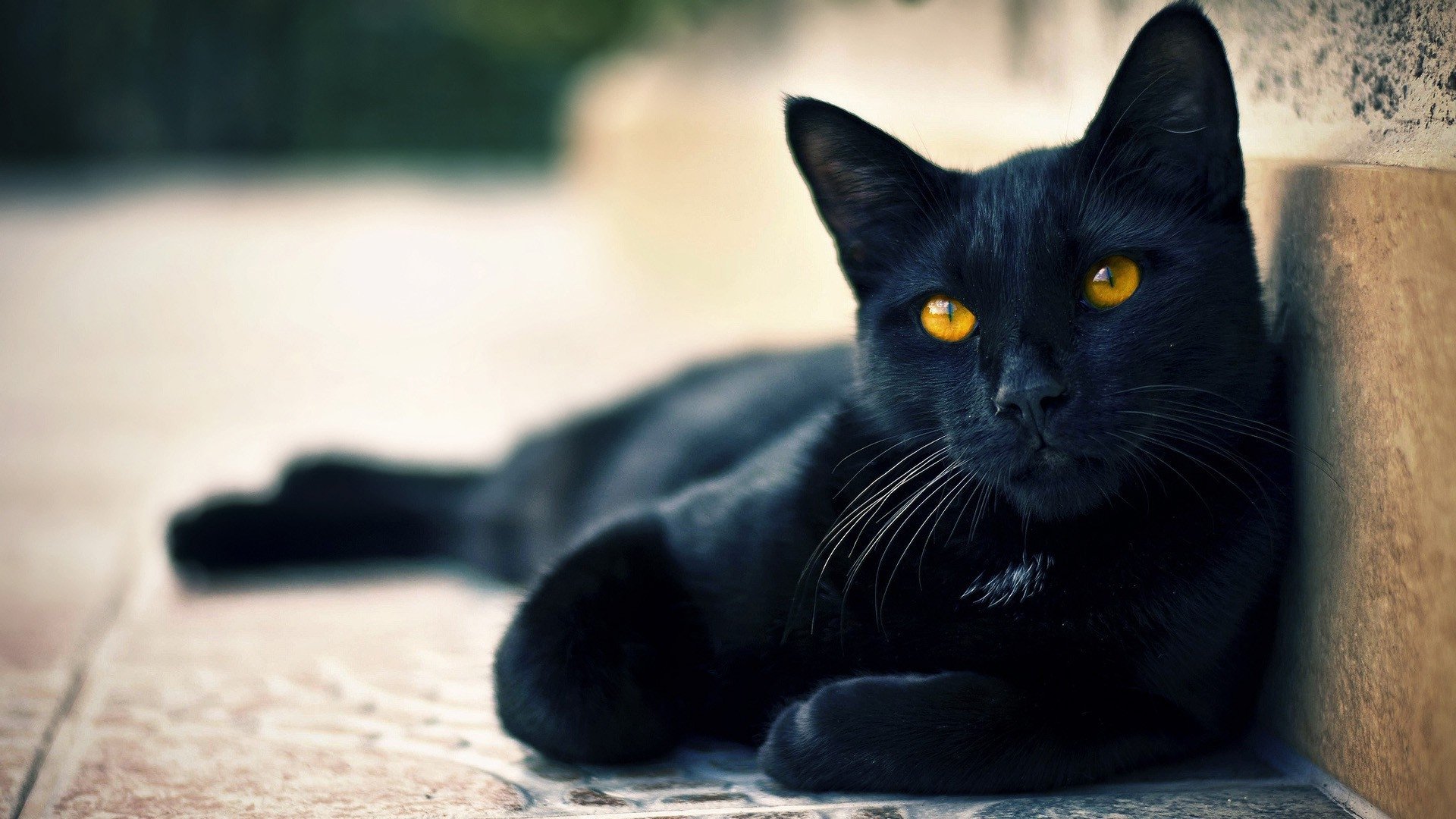 black, Cat, Lying, Beautiful, Face, Eyes, Waiting Wallpaper