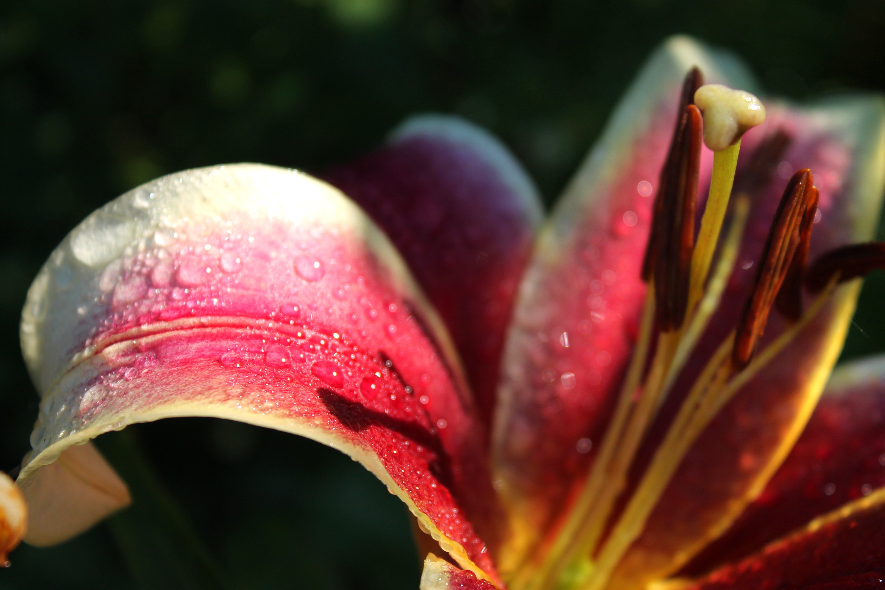 lily, Petals, Water, Drops, Morning, Nature, Flower, Summer, Macro Wallpaper