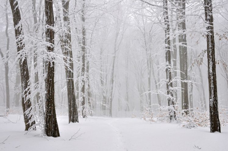 original, Photo, Mist, Fog, Forest, Winter, Cold, Nature, Tree HD Wallpaper Desktop Background