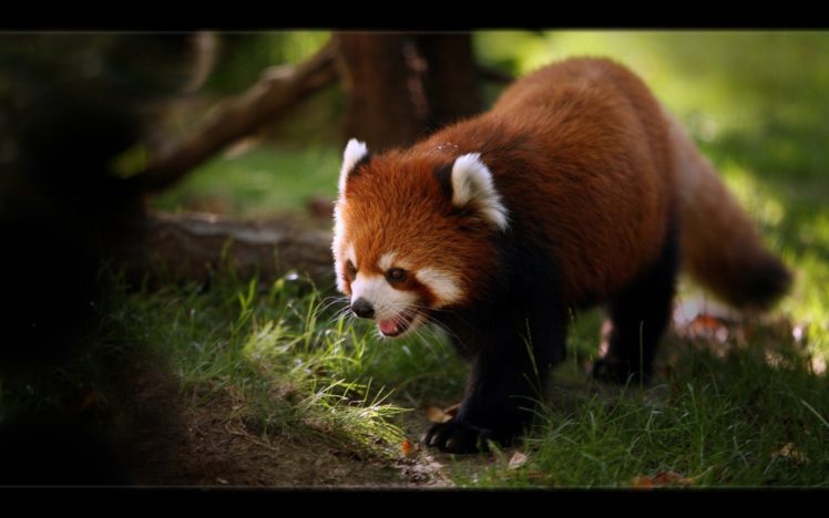panda, Rojo, Mamifero, Animales HD Wallpaper Desktop Background