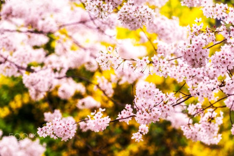 original, Photo, Beauty, Amazing, Landscape, Tree, Flower, Spring HD Wallpaper Desktop Background